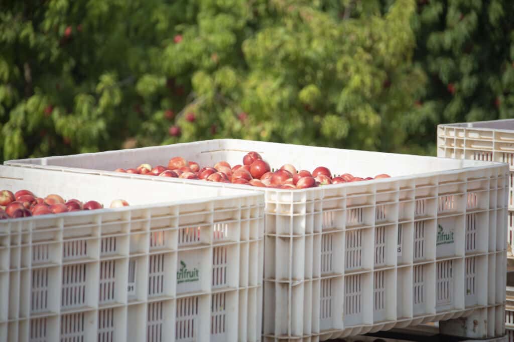 Summerfruit in a crate with blurred trees behind