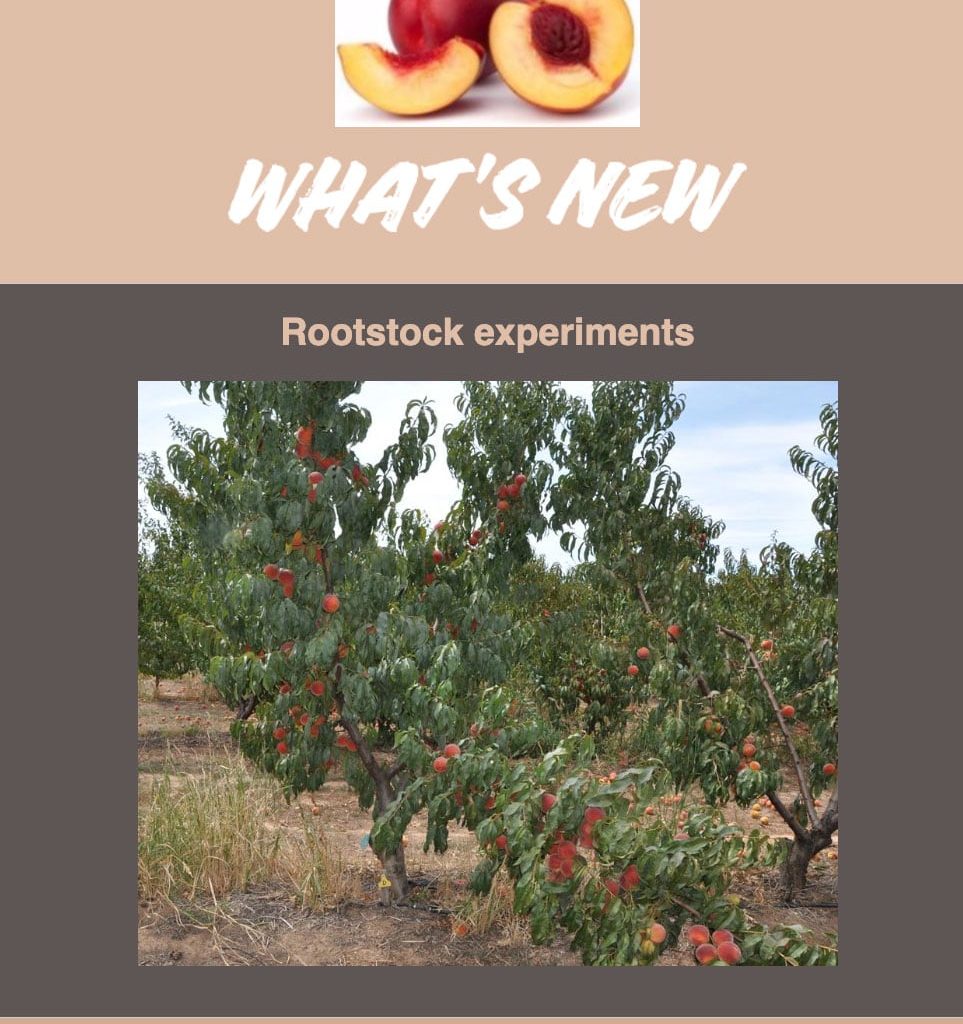 Latest-Research-From-The-Stonefruit-Research-Orchard---May-2019