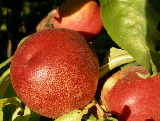 Nectarines showing "speckles" are the sweetest