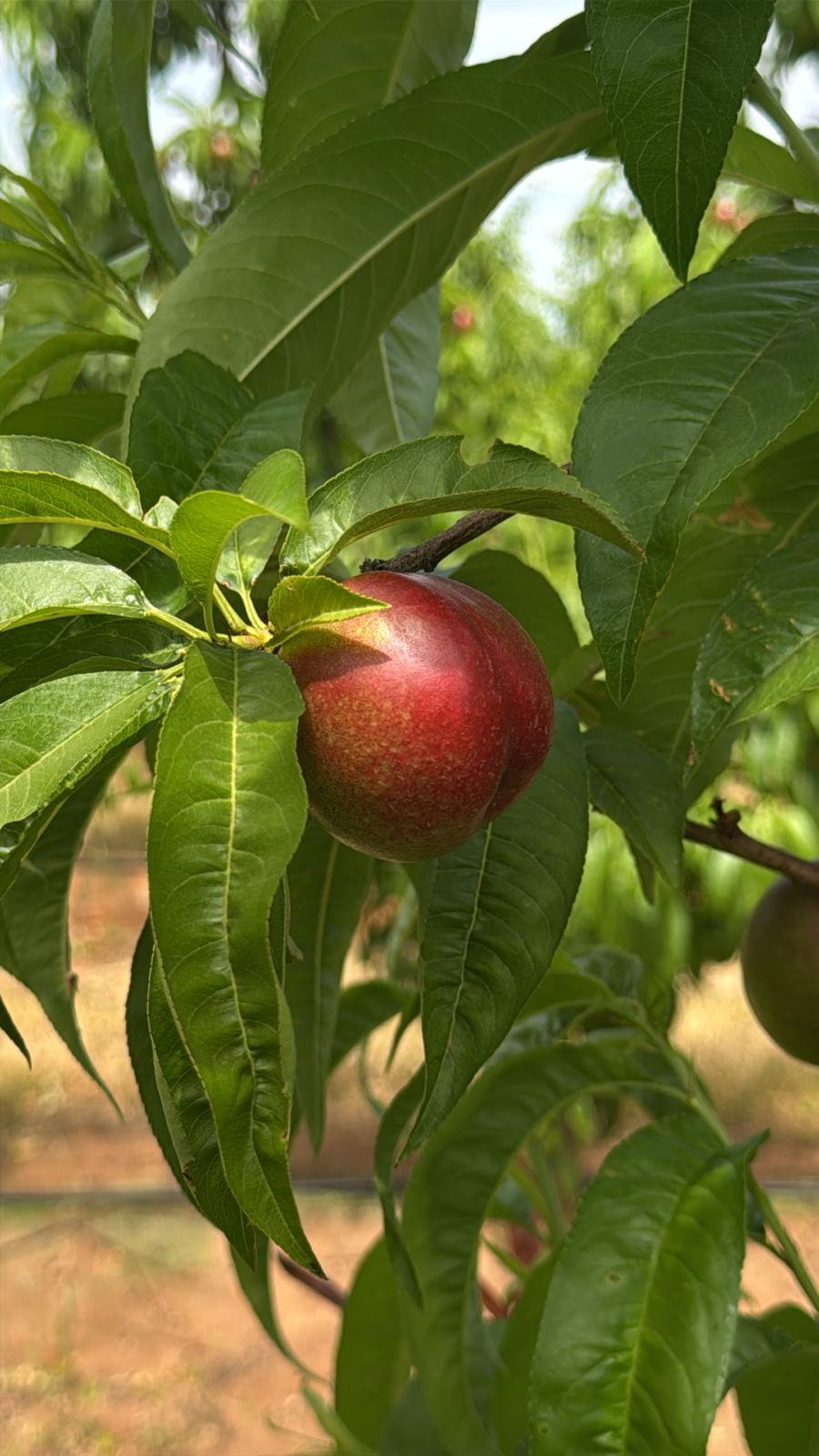 WhatsApp Image 2025-10-20 at 11.53.47_d4da8c5d