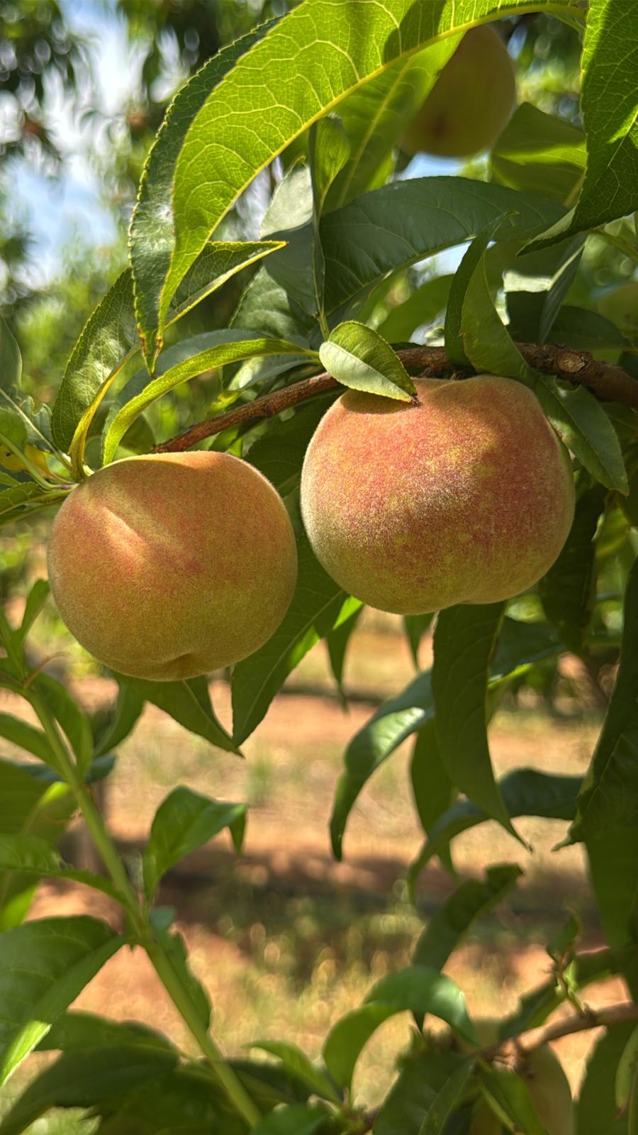 WhatsApp Image 2025-10-20 at 12.06.42_b40295ce