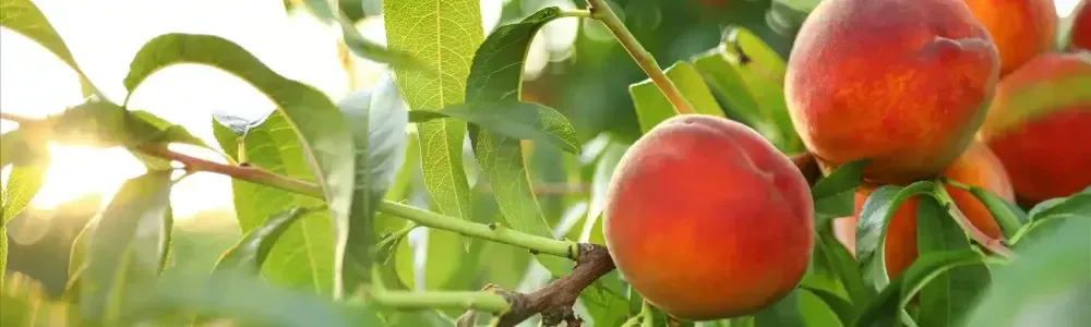 fresh-ripe-peaches-on-tree-in-garden-2026-03-25-21-27-46-utc-rn5zg3bl4n9lyfnjmx3c6ja201z3ivahzaso5xd67s (1)