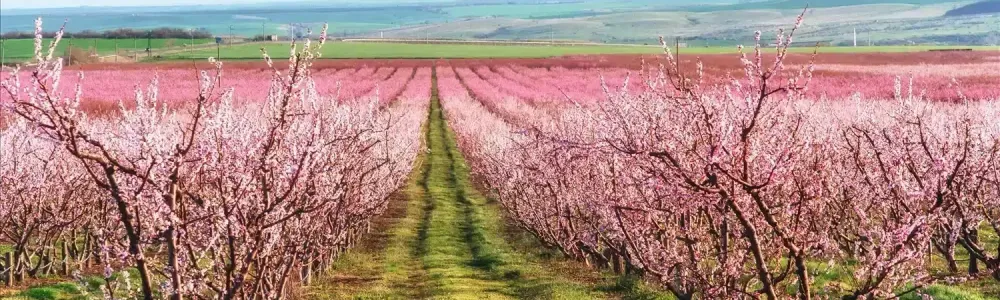 richly-blossoming-tree-garden-on-a-lawn-with-a-bea-2026-03-24-16-43-19-utc (1) (1)