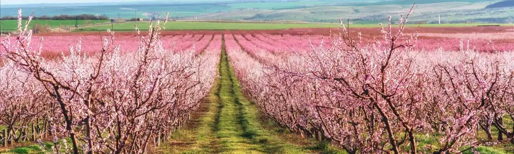 richly-blossoming-tree-garden-on-a-lawn-with-a-bea-2026-03-24-16-43-19-utc